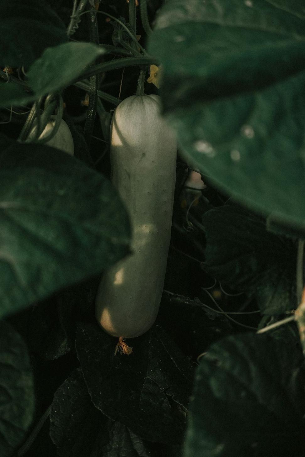 Net-Zero Energy Home